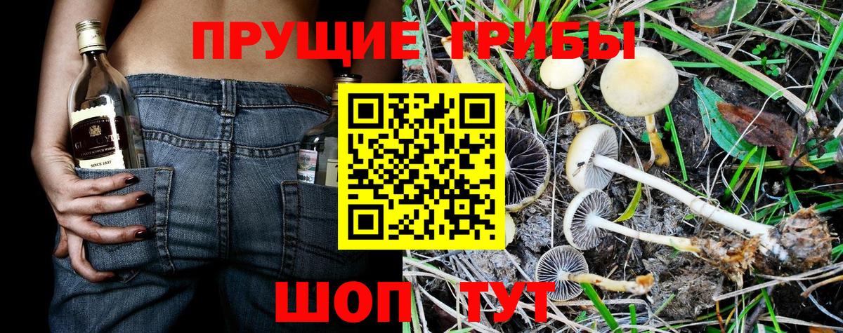 Галлюциногенные грибы прущие грибы  Вход с VPN  Ковров 